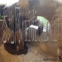 image10.gif