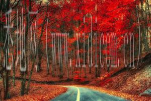 苏州网站建设公司